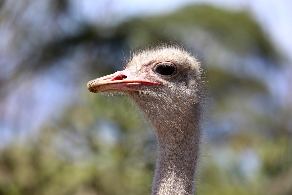 004 Autruche d'Afrique.jpg