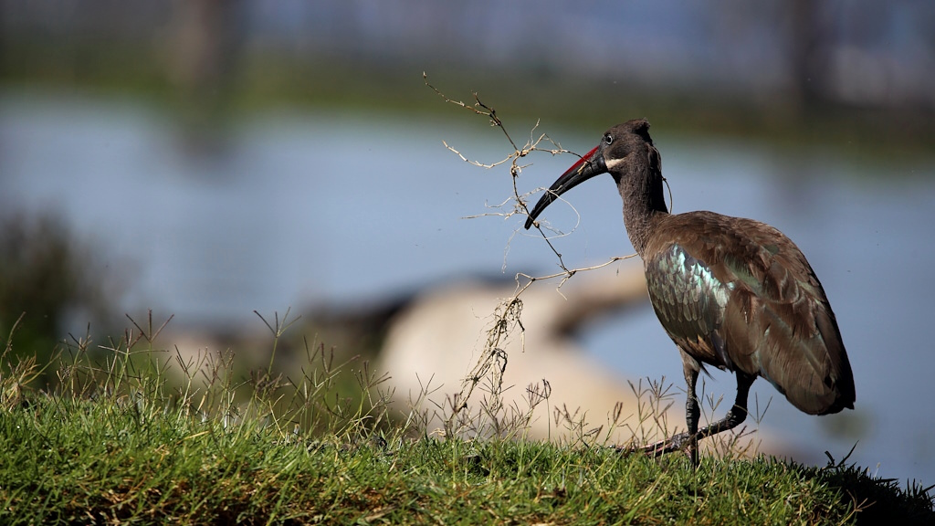 005 Ibis hagledash.jpg