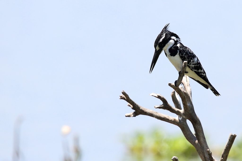 006 martin pêcheur pie.jpg