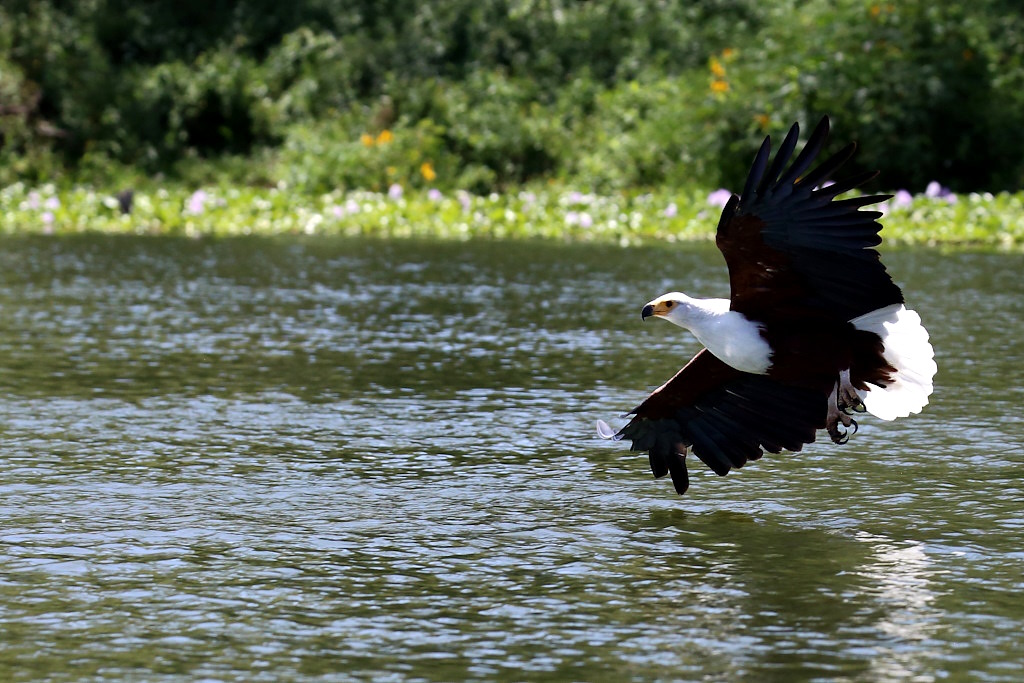 007 pygargue vocifer.jpg