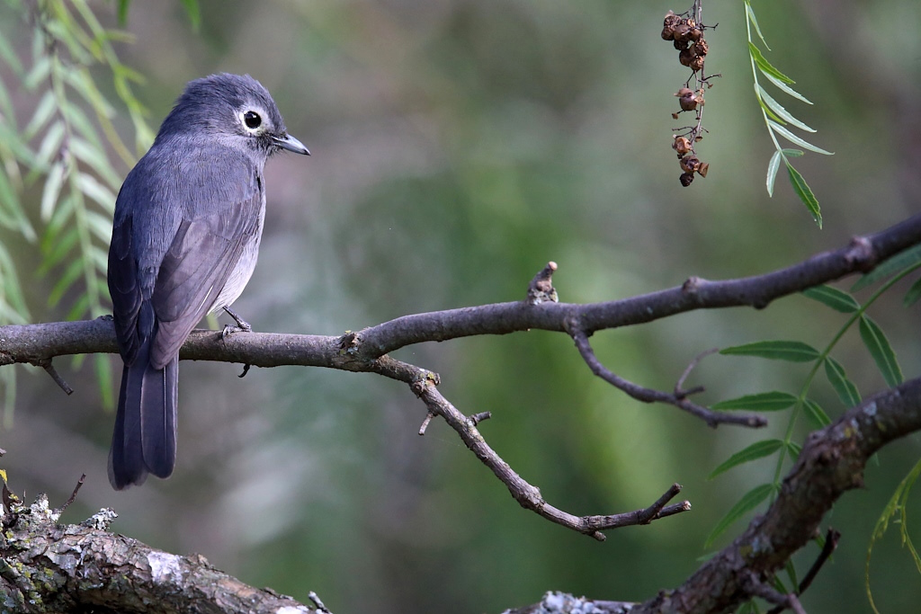 008 Gobemouche de Fischer.jpg