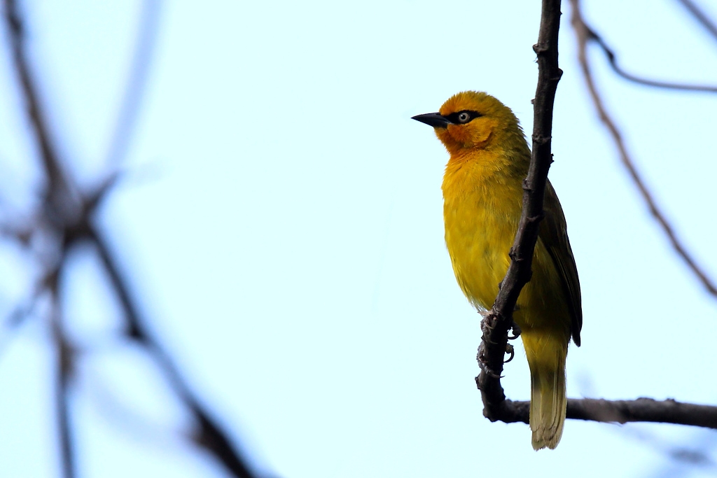 009 Tisserin à lunettes.jpg