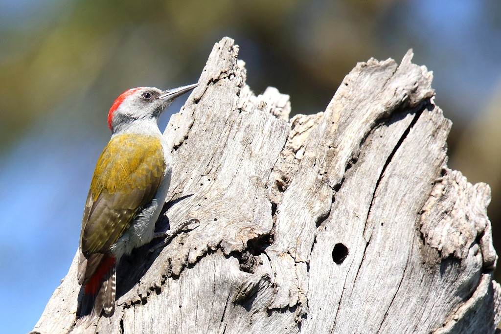 010 Pic spodocéphale.jpg