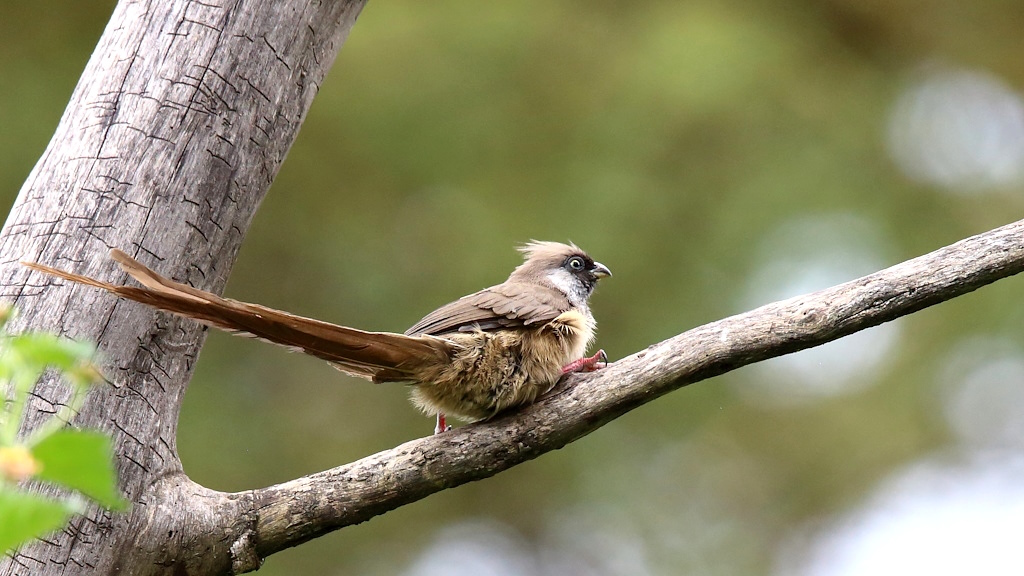 013 Coliou rayé.jpg