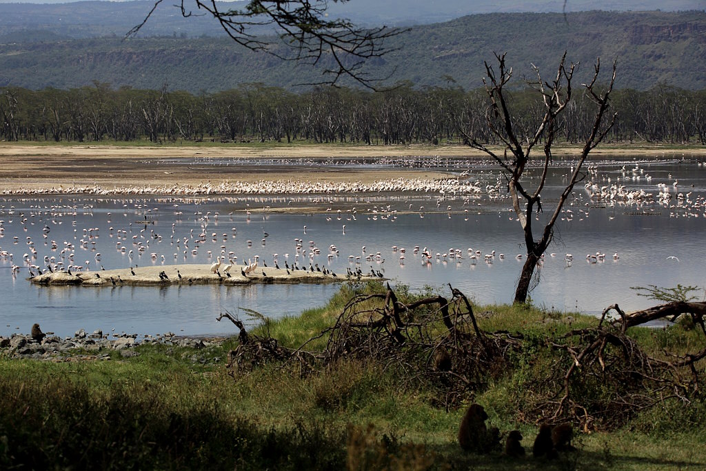 014 Lac Nakuru.jpg