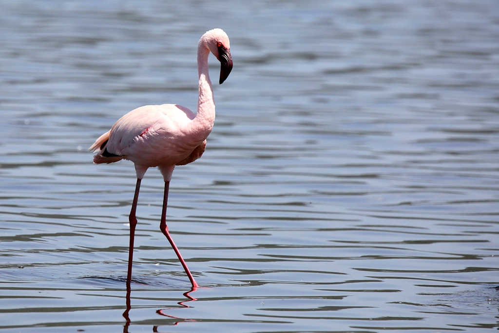 015 Flamand nain.jpg