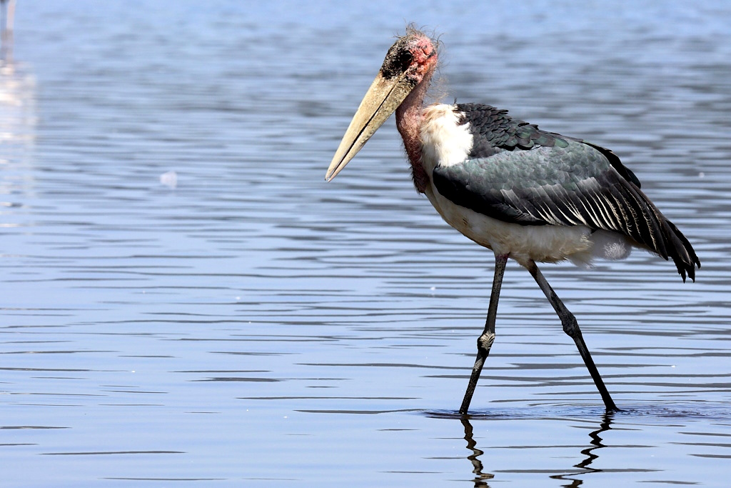 016 Marabout d'Afrique.jpg