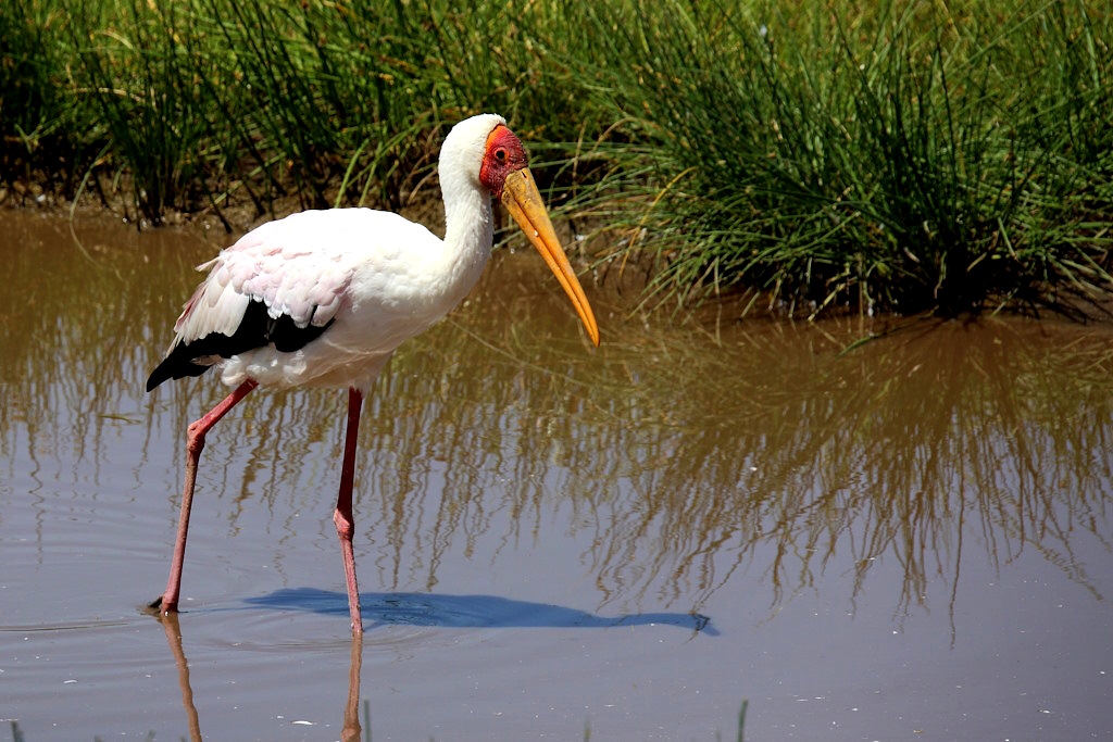 017 Jabiru d'Afrique.jpg
