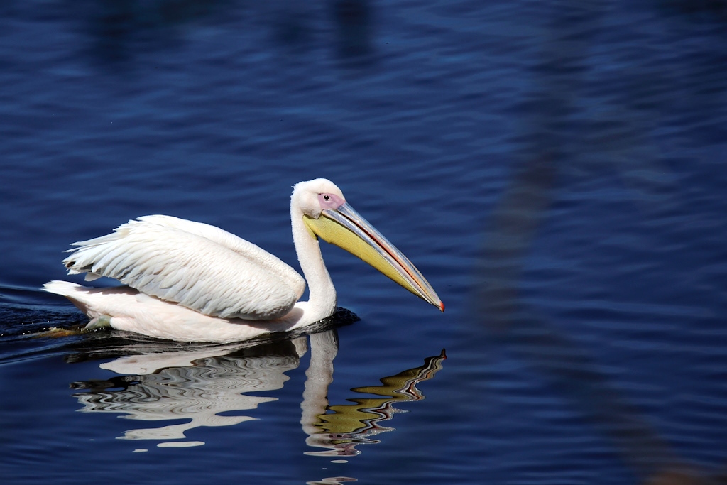 019 Pélican blanc.jpg