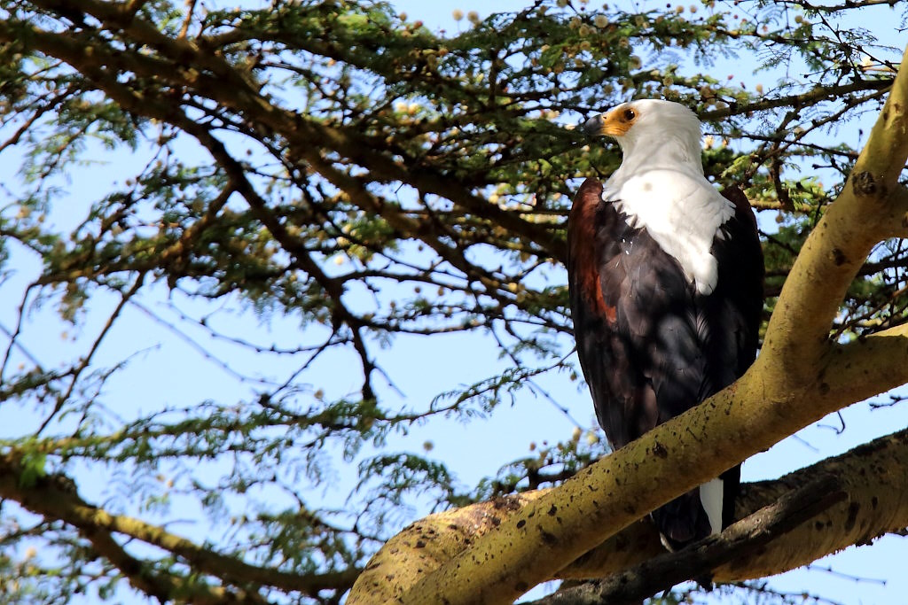 020 Pygargue vocifer.jpg