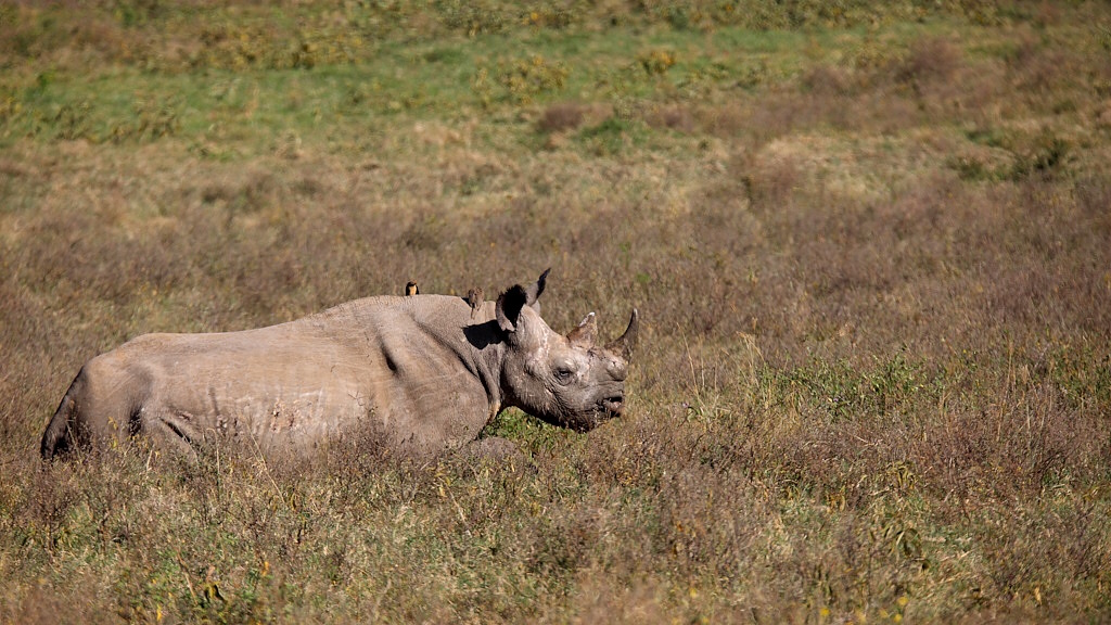 022 Rhinocéros noir.jpg