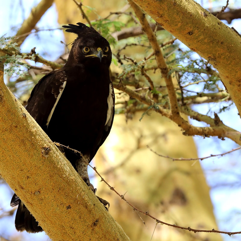 023 Aigle huppard.jpg