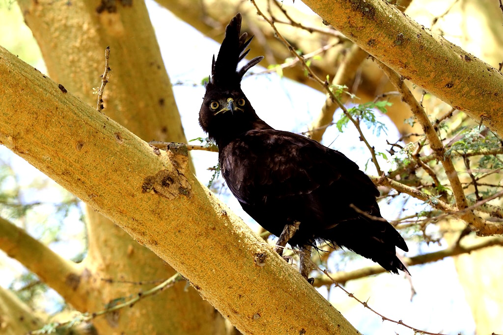 024 Aigle huppard.jpg