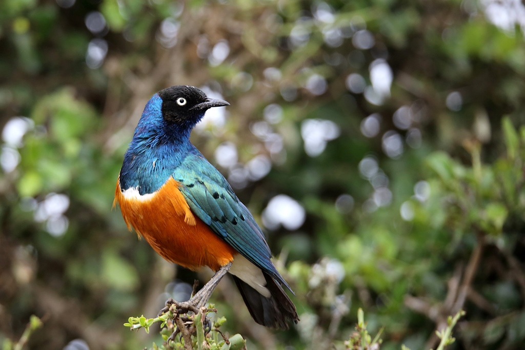 029 Choucador superbe.jpg