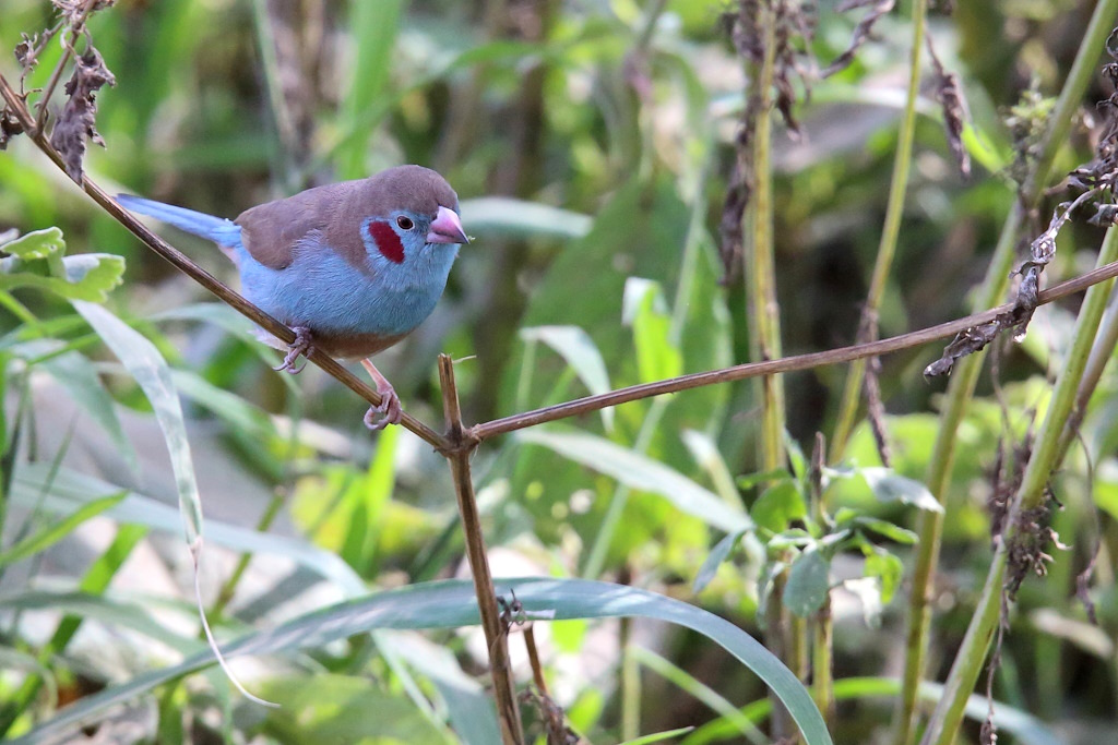 030 Cordon bleu à joues rouges.jpg