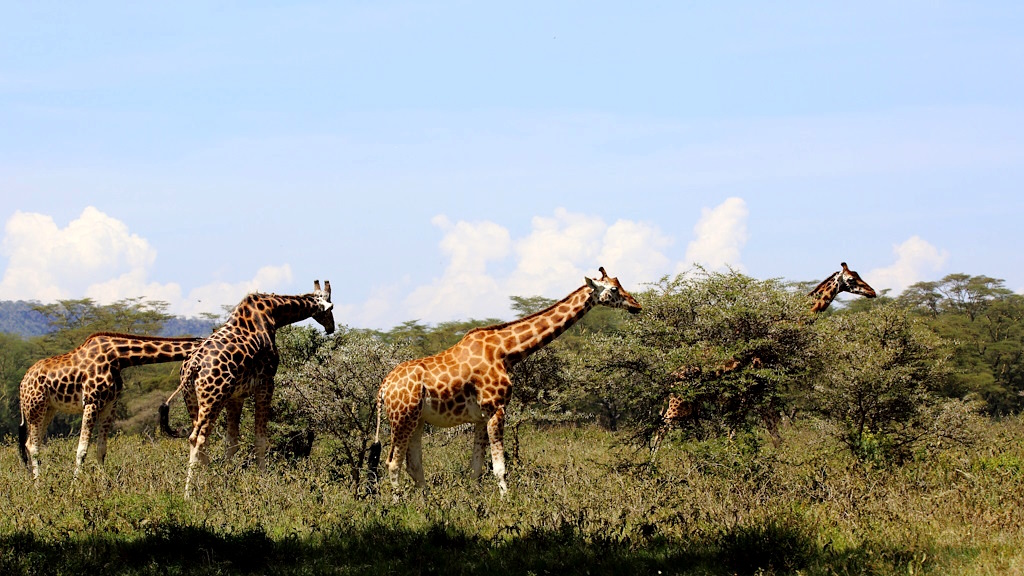 042 Girafe de Rotschild.jpg