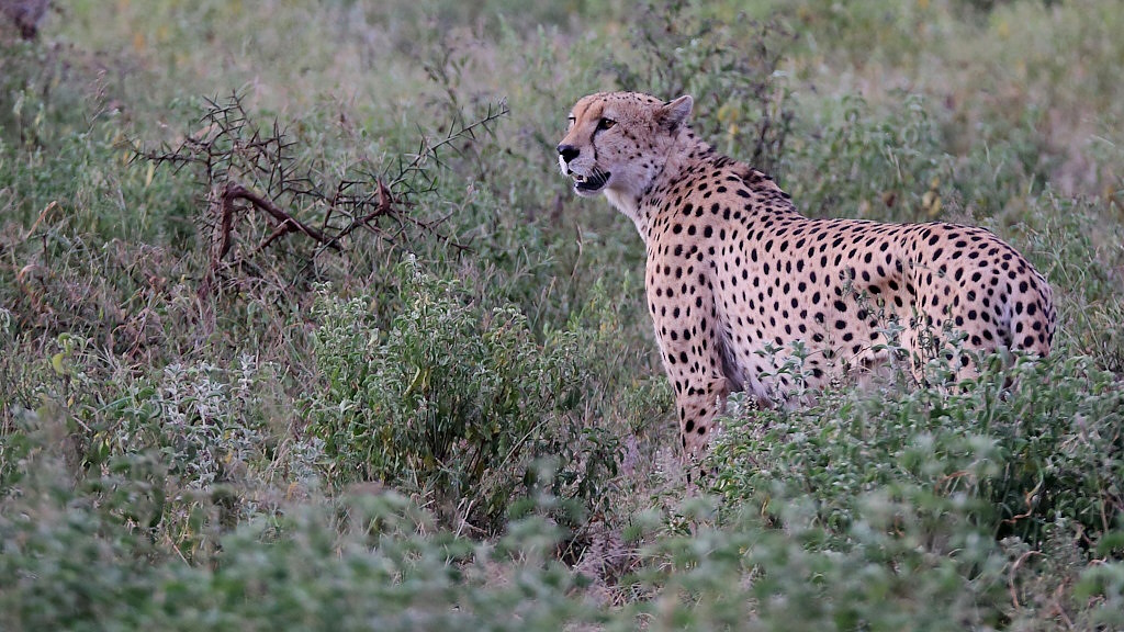 047 Guépard.jpg