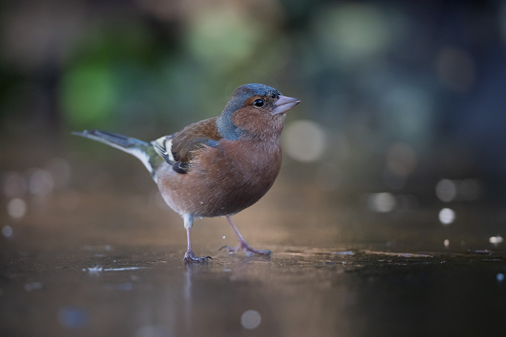 pinson février 2025 internet 9.jpg