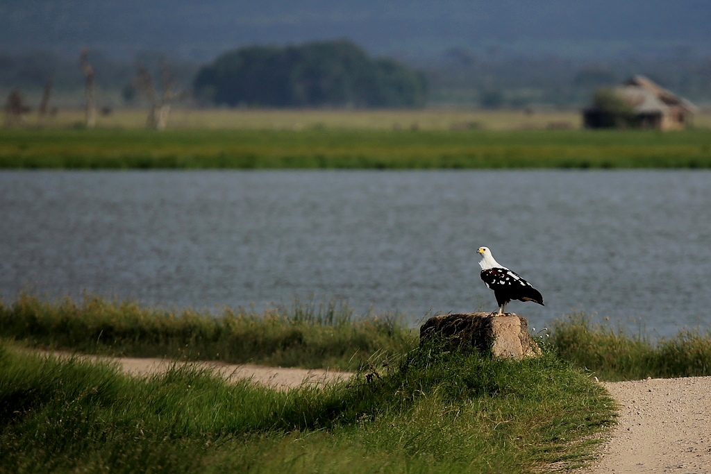 P050 Pygargue vocifer.jpg