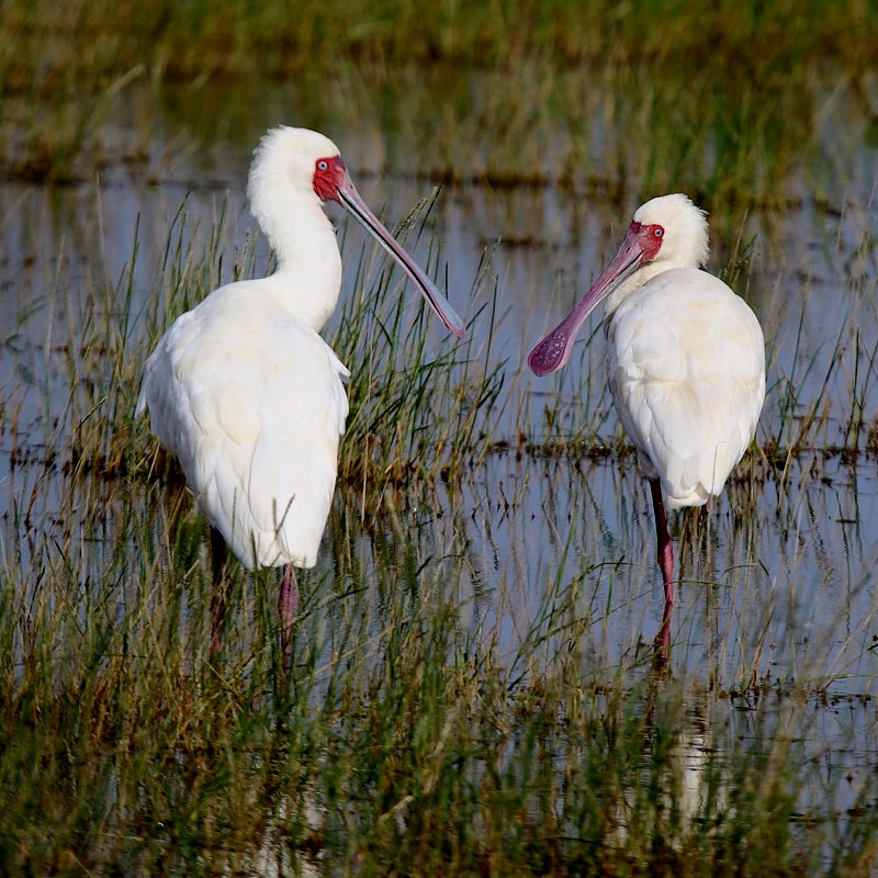 P051 Spatule d'Afrique.jpg