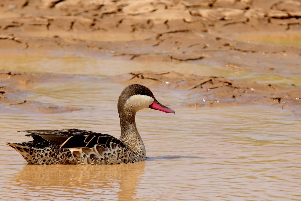 P052 Canard à bec rouge.jpg