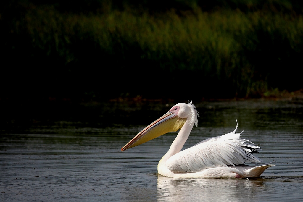 P054 Pélican blanc.jpg
