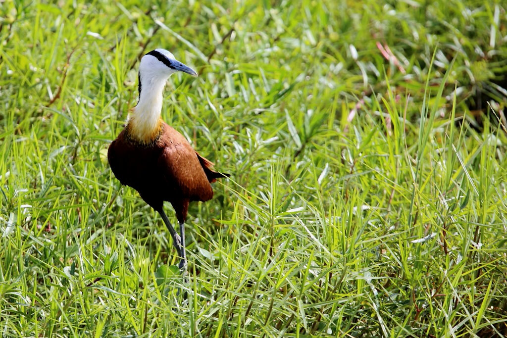 P056 Jacana à poitrine dorée.jpg