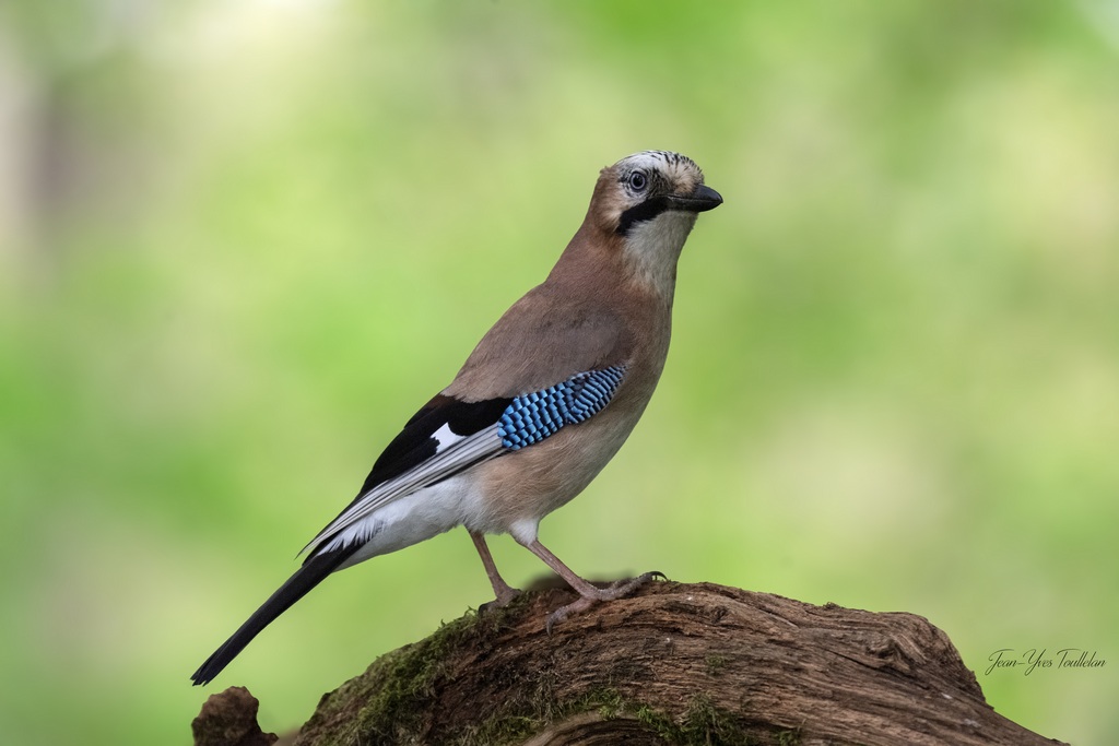 DSC_0142 @@copie - 1K JPEG.jpg