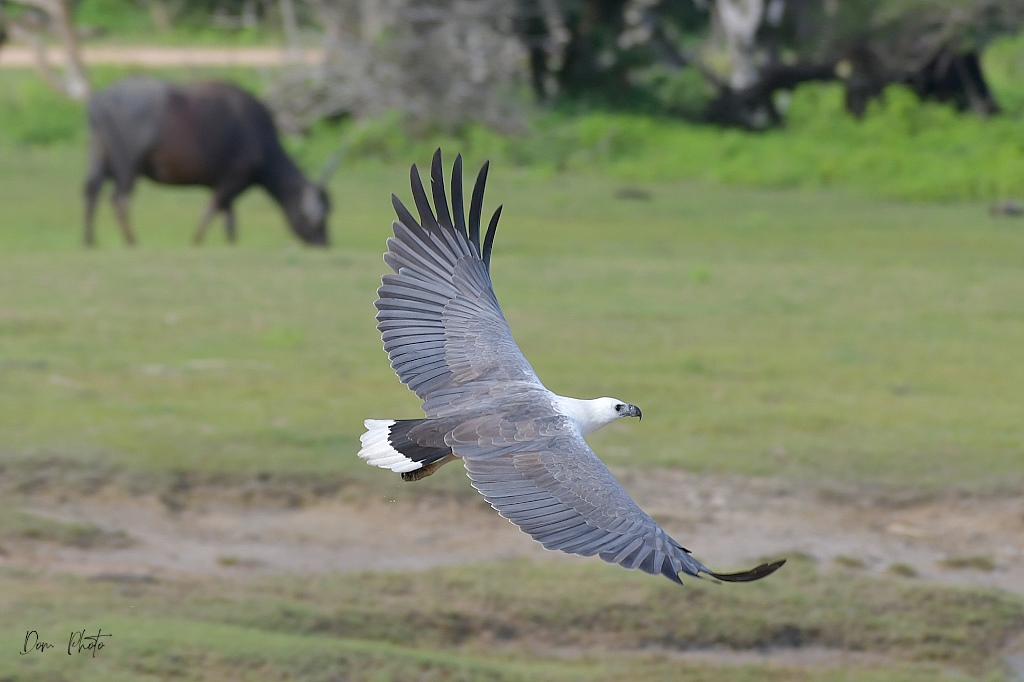 DSC_8067IN.jpg