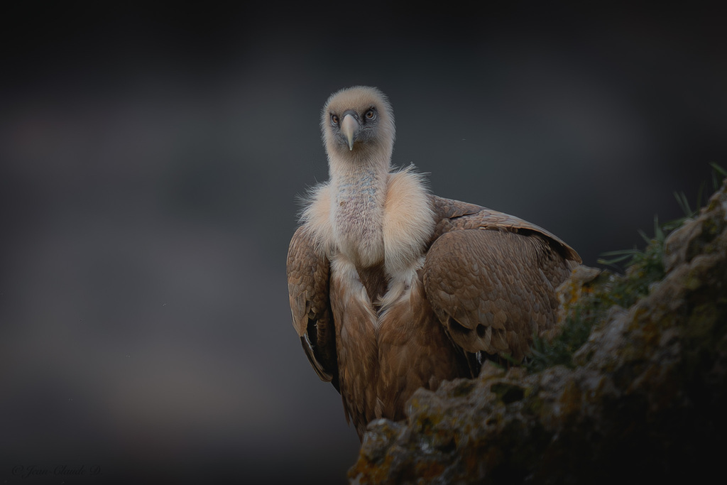 DSC04473-Enhanced-NR (1).jpg