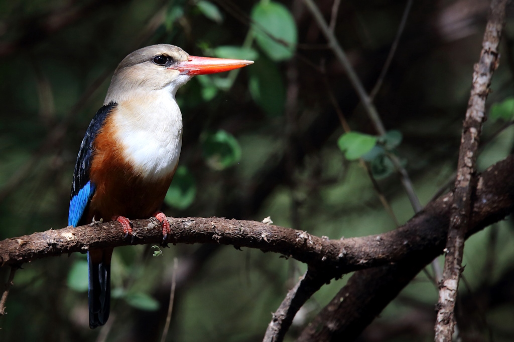 P061 Martin chasseur à tête grise.jpg