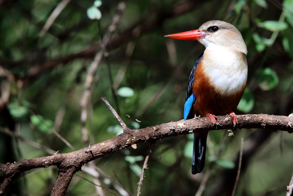 P062 Martin chasseur à tête grise.jpg