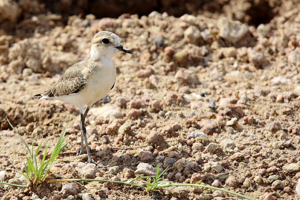 P063 Pluvier à front blanc.jpg
