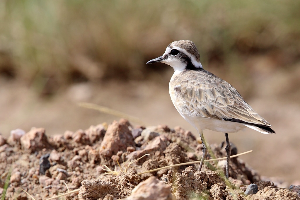 P064 Pluvier pâtre.jpg