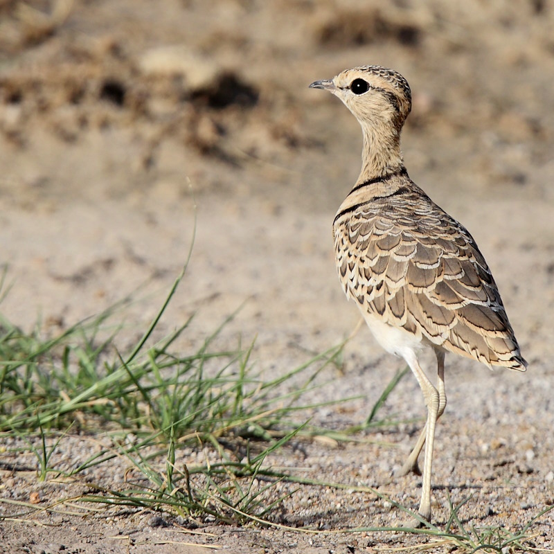 P066 Courvite à double collier.jpg