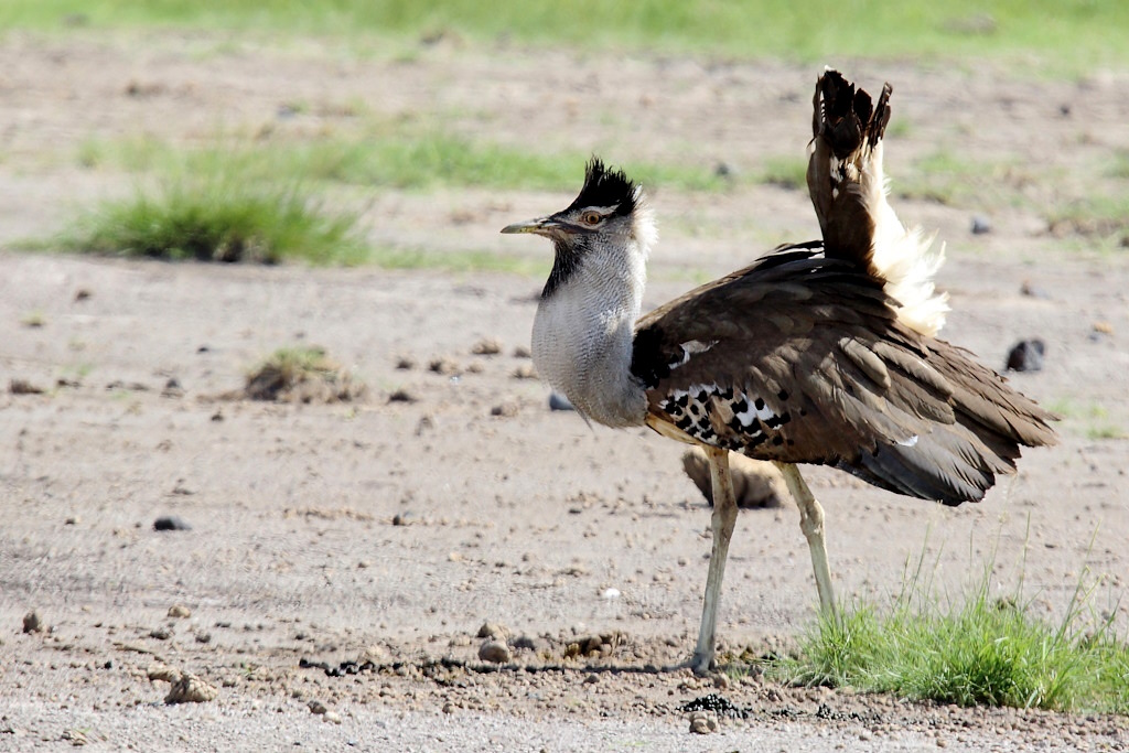 P068 Outarde de Kori.jpg