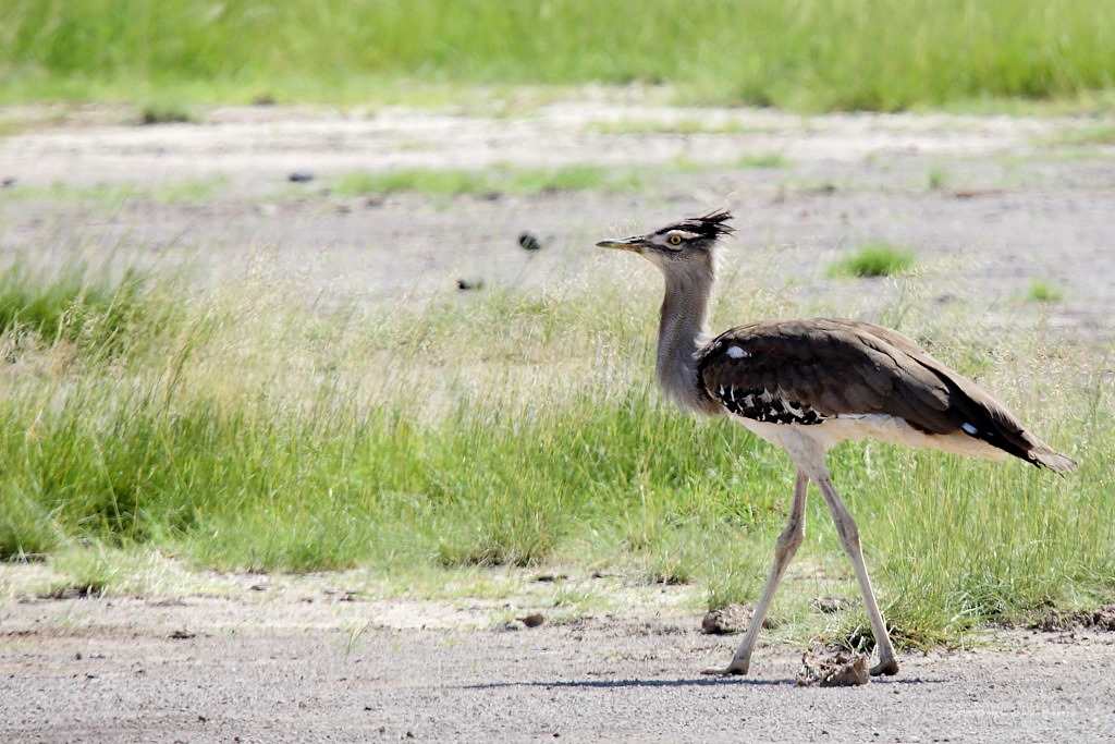 P069 Outarde de Kori.jpg