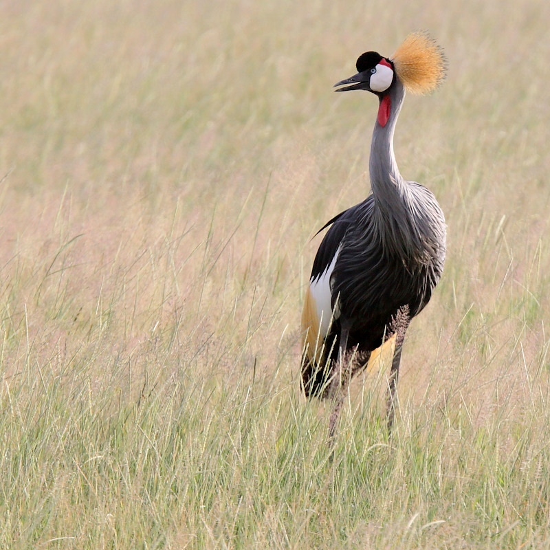 P071 Grue royale.jpg