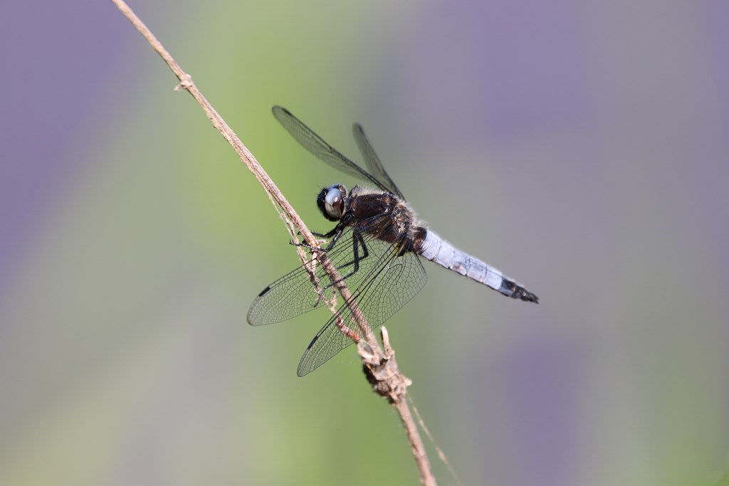 IMG_8466 [1024x768].JPG