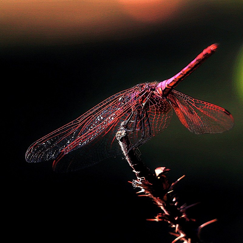 AC2A8123   2.JPG    n2.JPG    1024.JPG      800.JPG