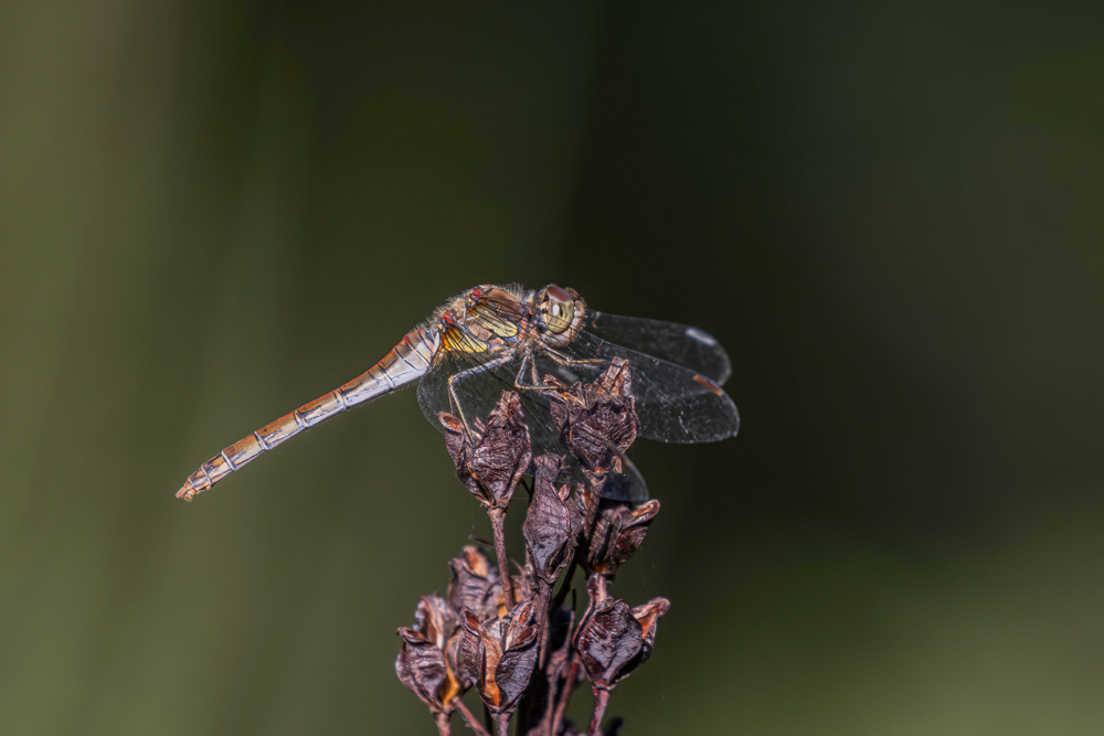 4V6A1718-Avec accentuation-Bruit-Modifier.jpg