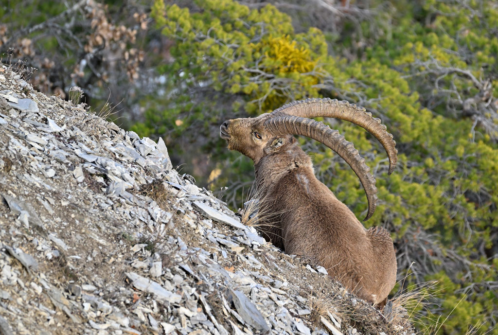 ZSC_3797.jpg