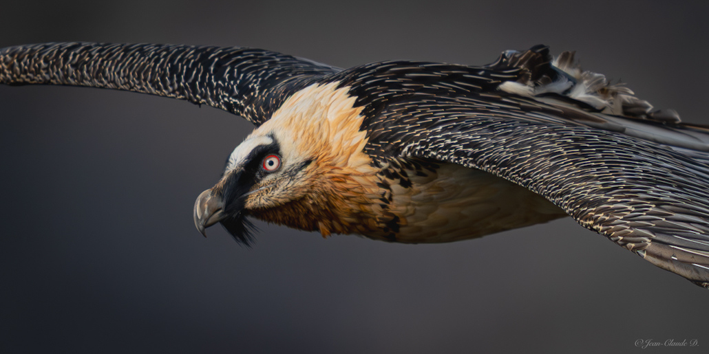 DSC04090-Enhanced-NR copie.jpg