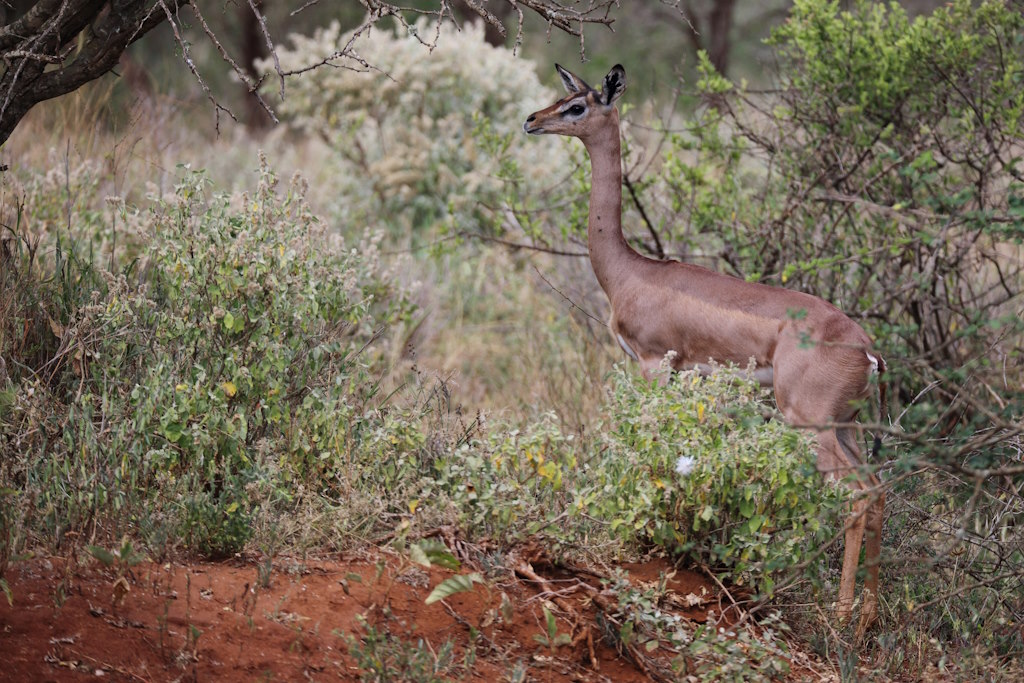 P101 Gazelle de Waller.jpg