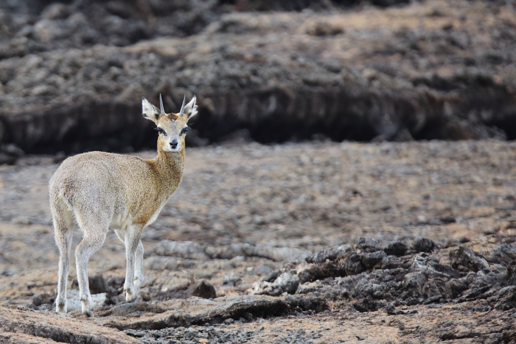 P107 Oréotrague.jpg