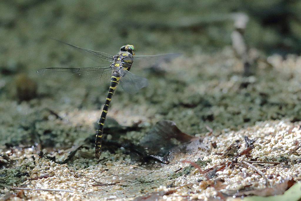 Cordulegaster boltonii femelle en train de pondre.JPG
