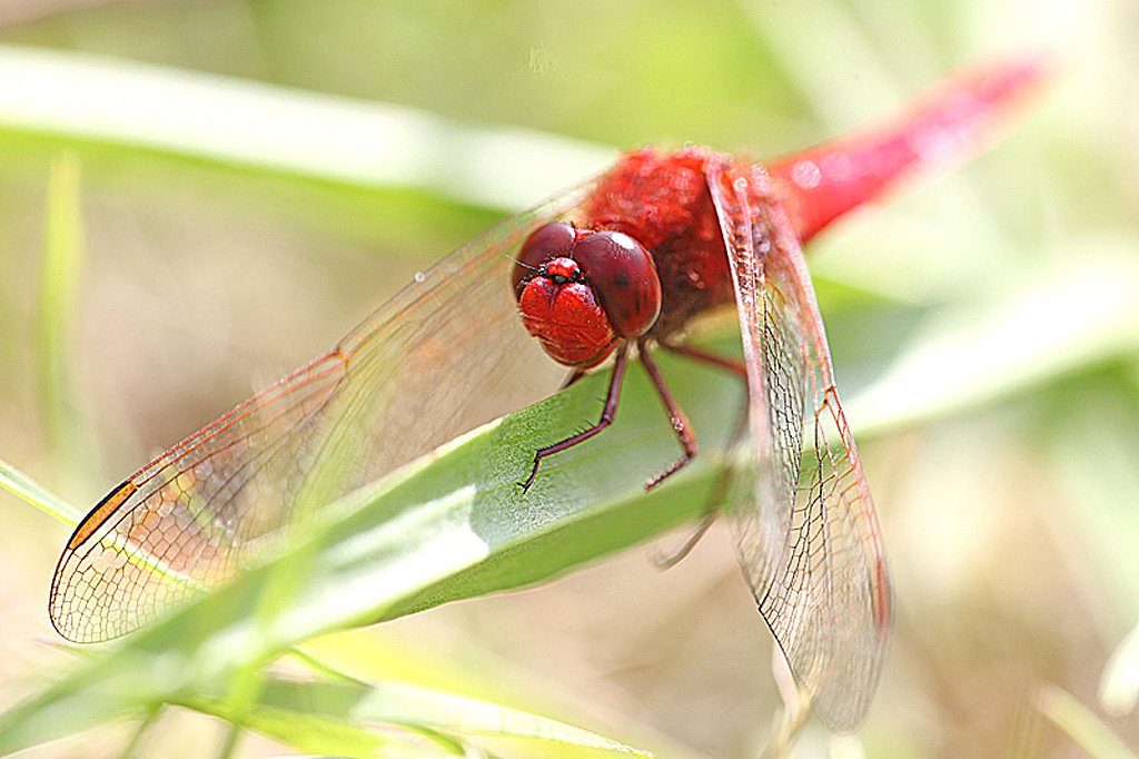 Crocothemis erythraea mâle.jpg