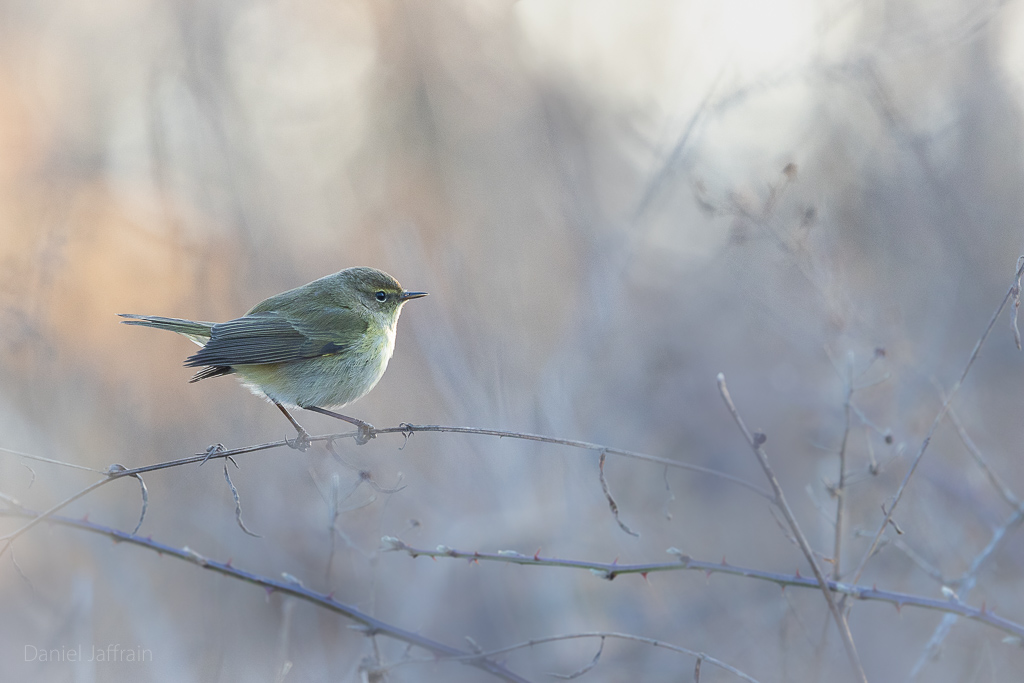 Image et Nature-1-113.jpg