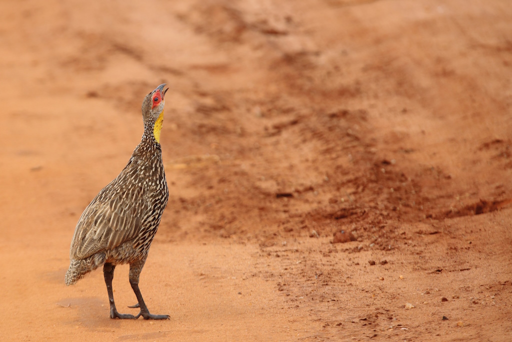111 Francolin à cou jaune.jpg