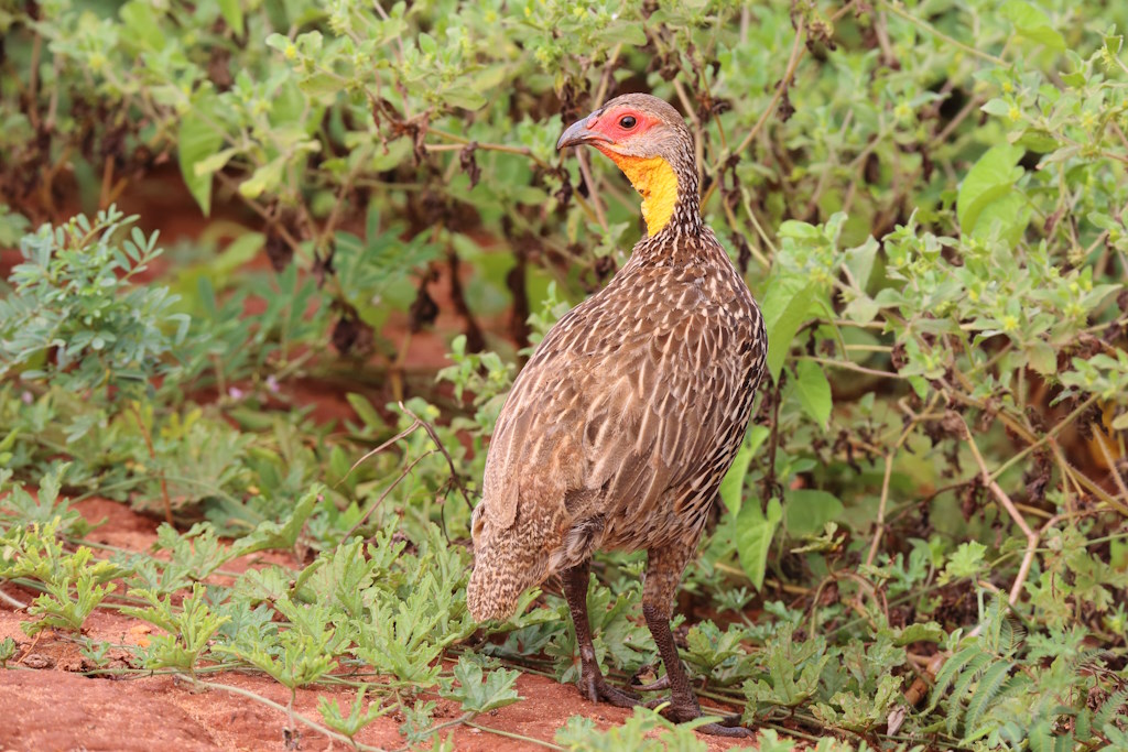 112 Francolin à cou jaune.jpg